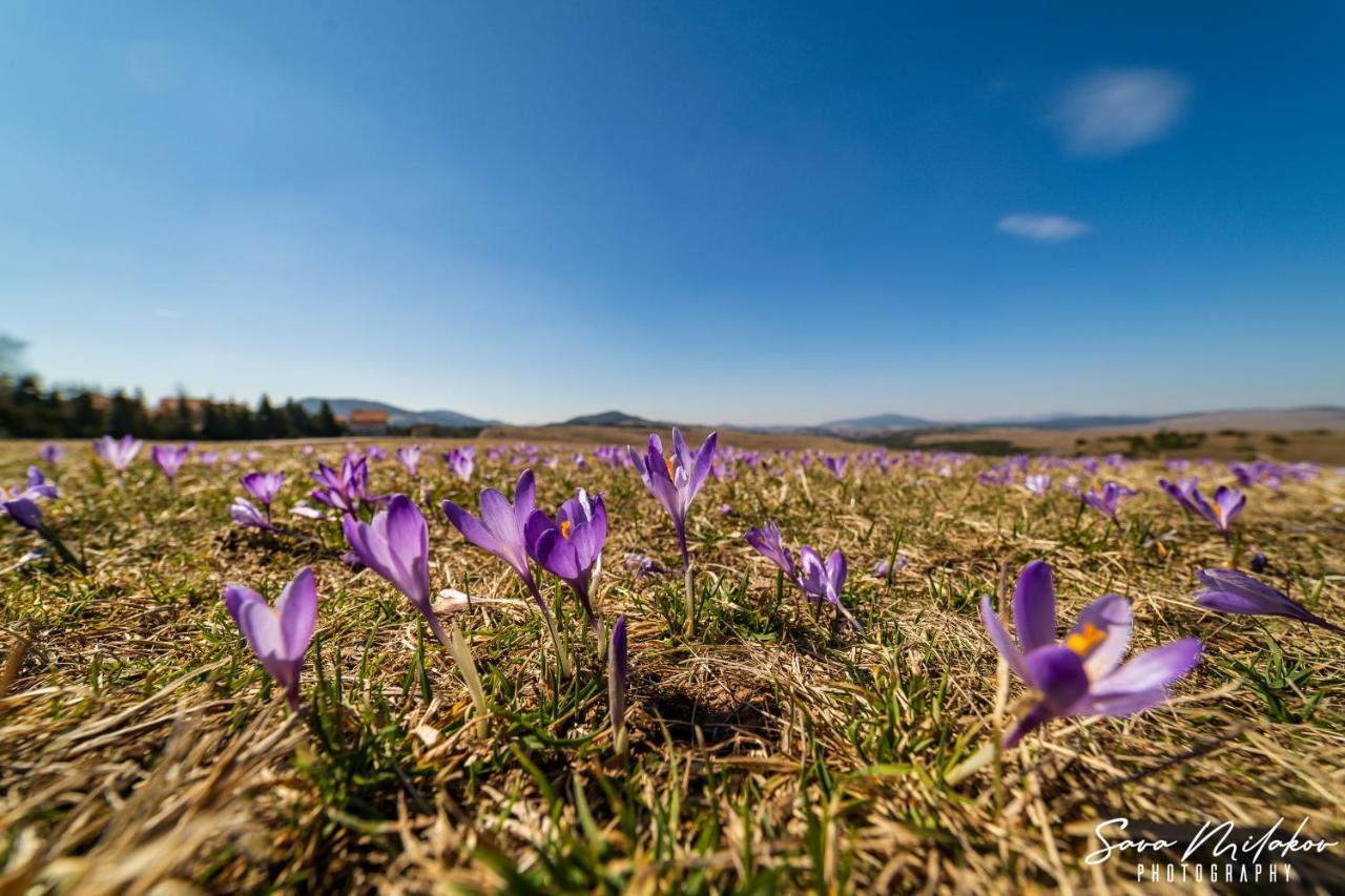Apartman 65 Zlatibor Kültér fotó